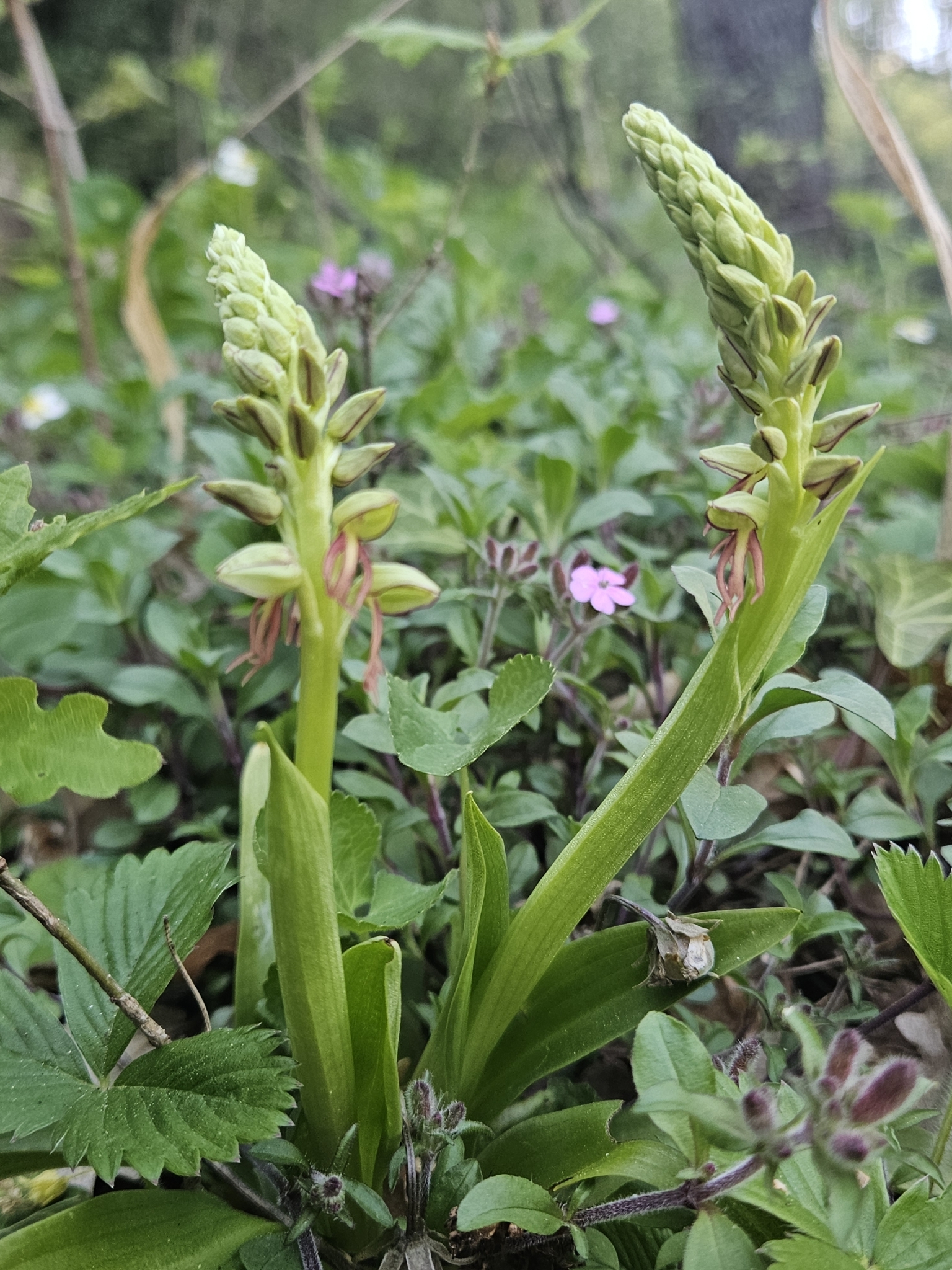 Man Orchid (Orchis anthropophora)
