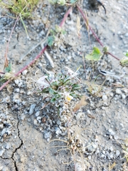 Loeseliastrum schottii