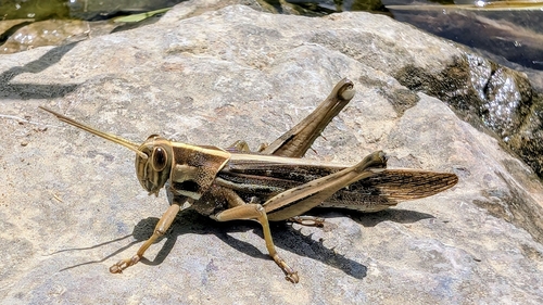 Brown‐spotted Locust