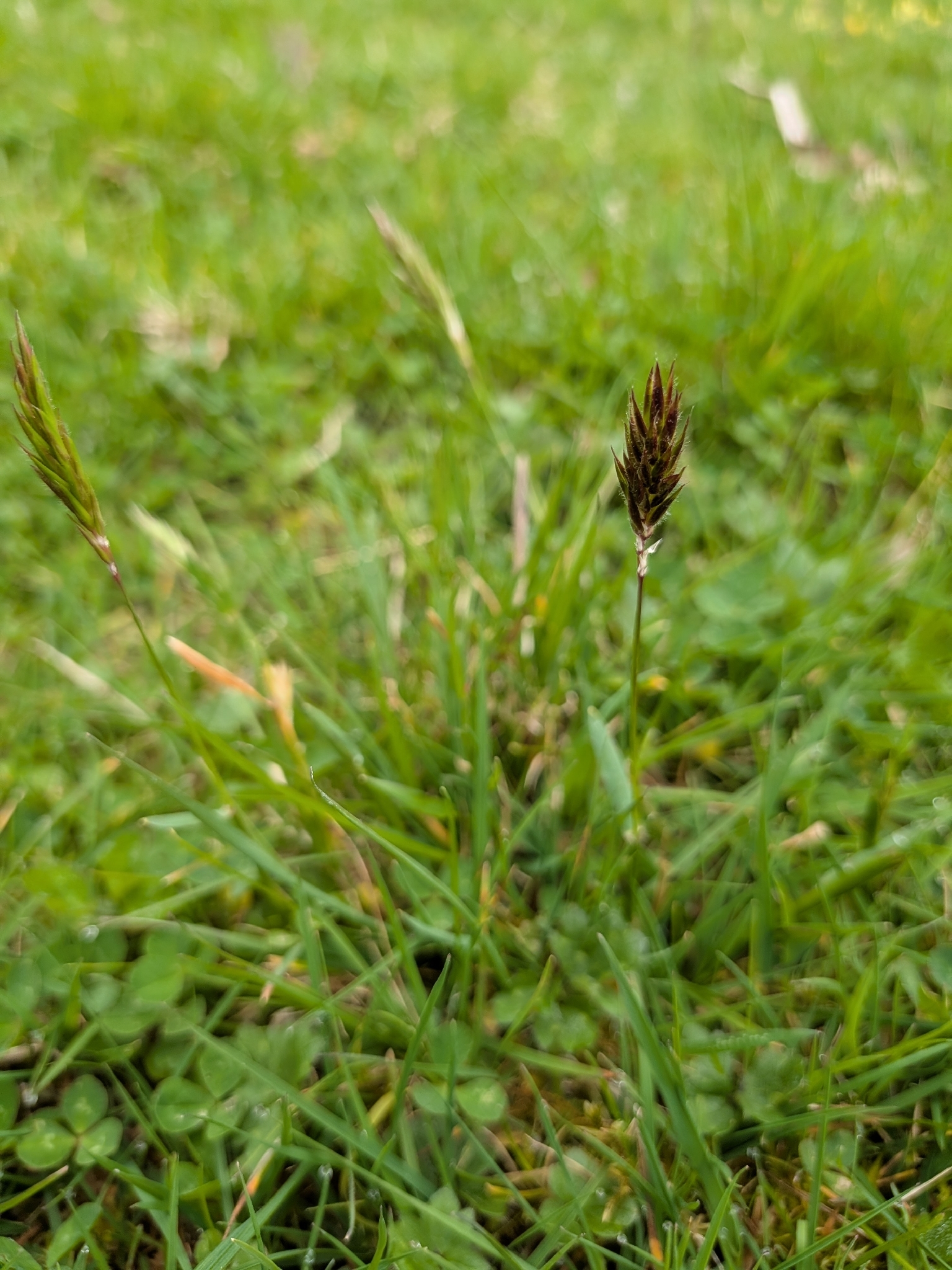 Sweet Vernalgrass (Anthoxanthum odoratum)