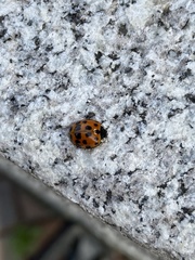 Harmonia axyridis