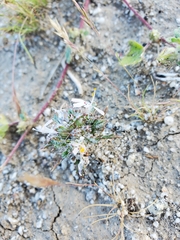 Loeseliastrum schottii