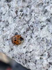 Harmonia axyridis