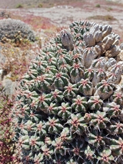 Euphorbia officinarum, photograph (c) Loïc Chalmandrier, some rights reserved (CC BY)