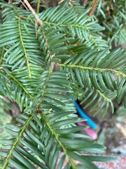 Taxus baccata