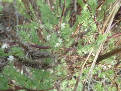 Asparagus rubicundus