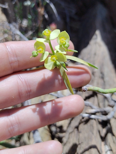 milky spurge (Euphorbia regis)