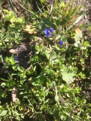 Veronica triphyllos
