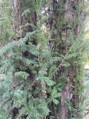 Taxus baccata