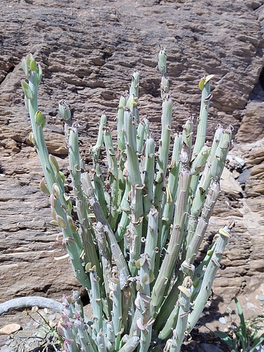 Kleinia anteuphorbium, photograph 3