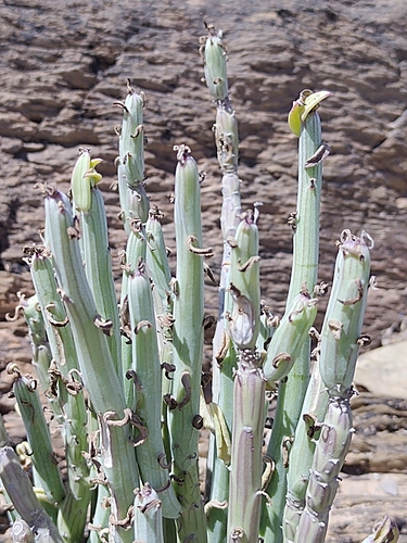 Kleinia anteuphorbium, photograph 4