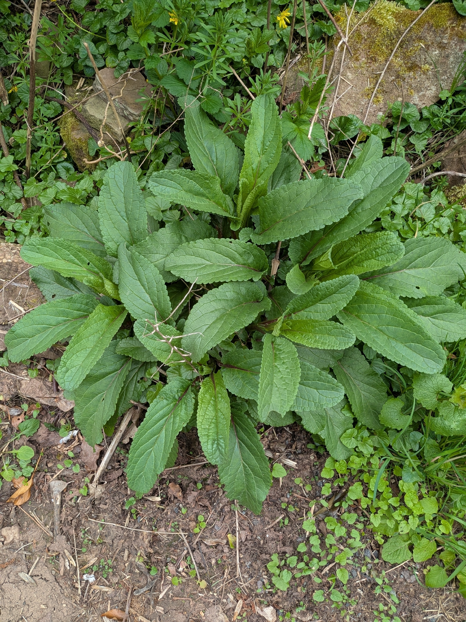 Shoreline Figwort (Scrophularia auriculata)