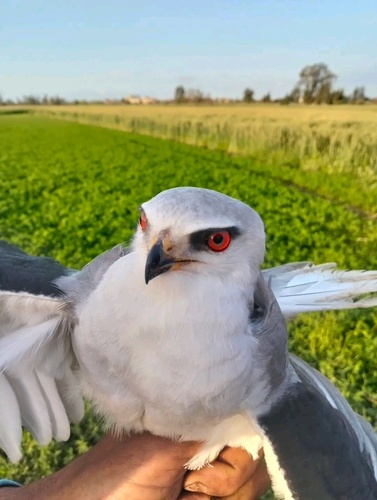 Black-winged Kite