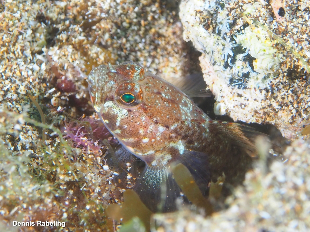 Wheelerigobius