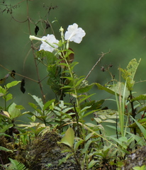Escobedia grandiflora