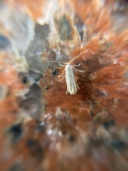 Opogona omoscopa