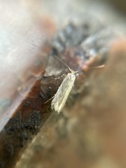 Opogona omoscopa