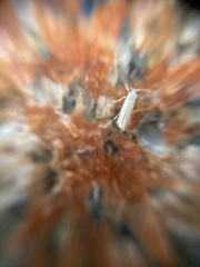 Opogona omoscopa