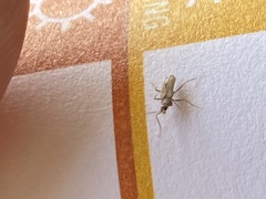 Thylodrias contractus