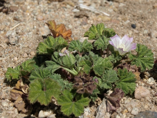dwarf mallow (Malva neglecta)