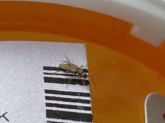 Thylodrias contractus