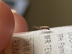 Thylodrias contractus