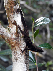 Anolis allogus