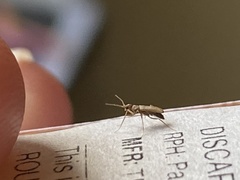 Thylodrias contractus