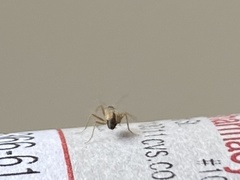 Thylodrias contractus