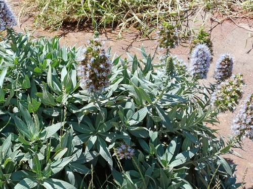 Coastal Pride of Madeira (Echium nervosum)