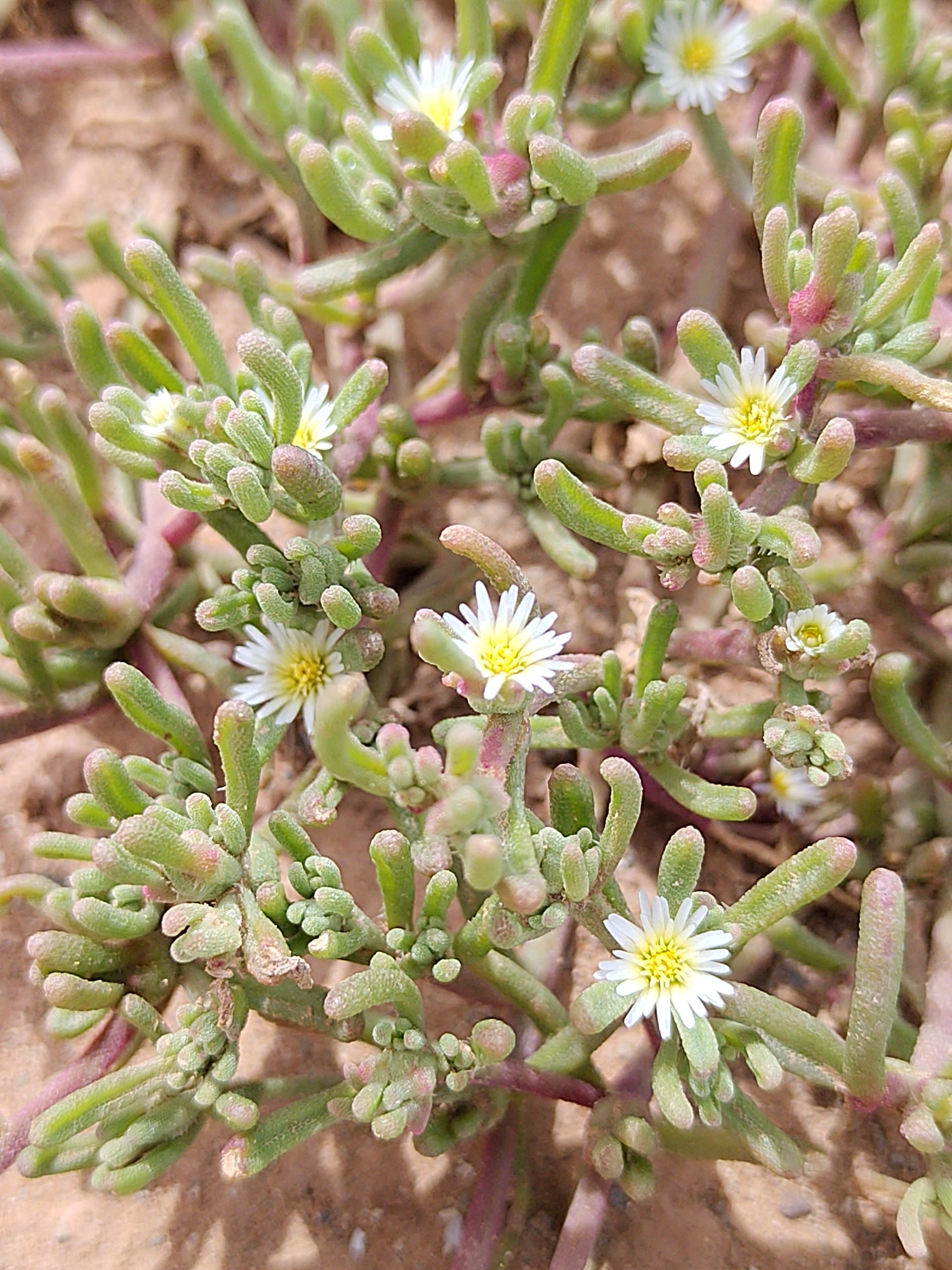 Slenderleaf Iceplant (Mesembryanthemum nodiflorum)
