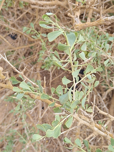 salt tree (Nitraria retusa)