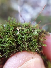 Bryoerythrophyllum recurvirostrum