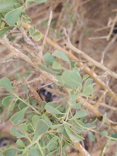 Nitraria retusa, photograph 2