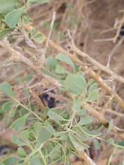 Nitraria retusa, photograph (c) Loïc Chalmandrier, some rights reserved (CC BY)