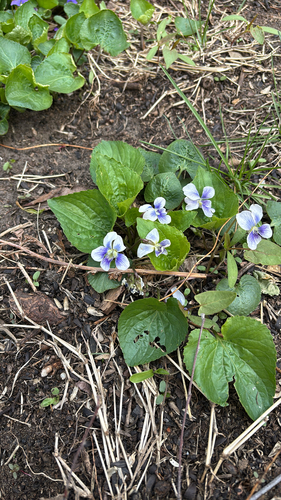 iNaturalist observation photo of eastern American blue violets
