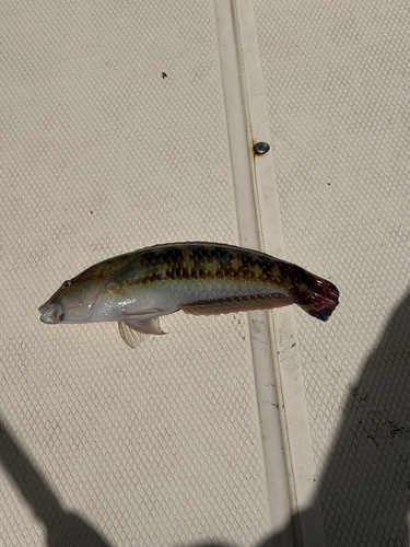 Halichoeres bivittatus