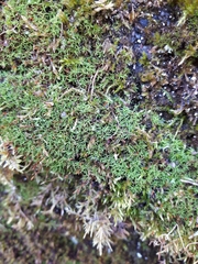 Bryoerythrophyllum recurvirostrum