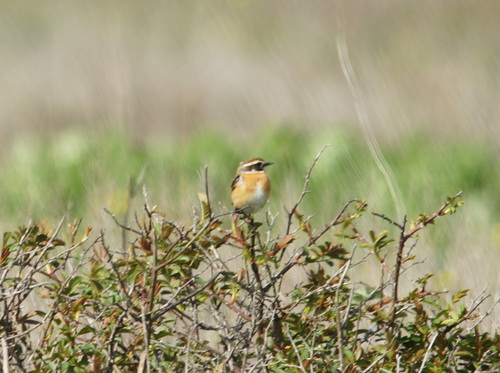 Whinchat (Saxicola rubetra), photo 7