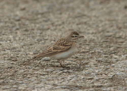Greater Short-toed Lark (Calandrella brachydactyla), photo 3