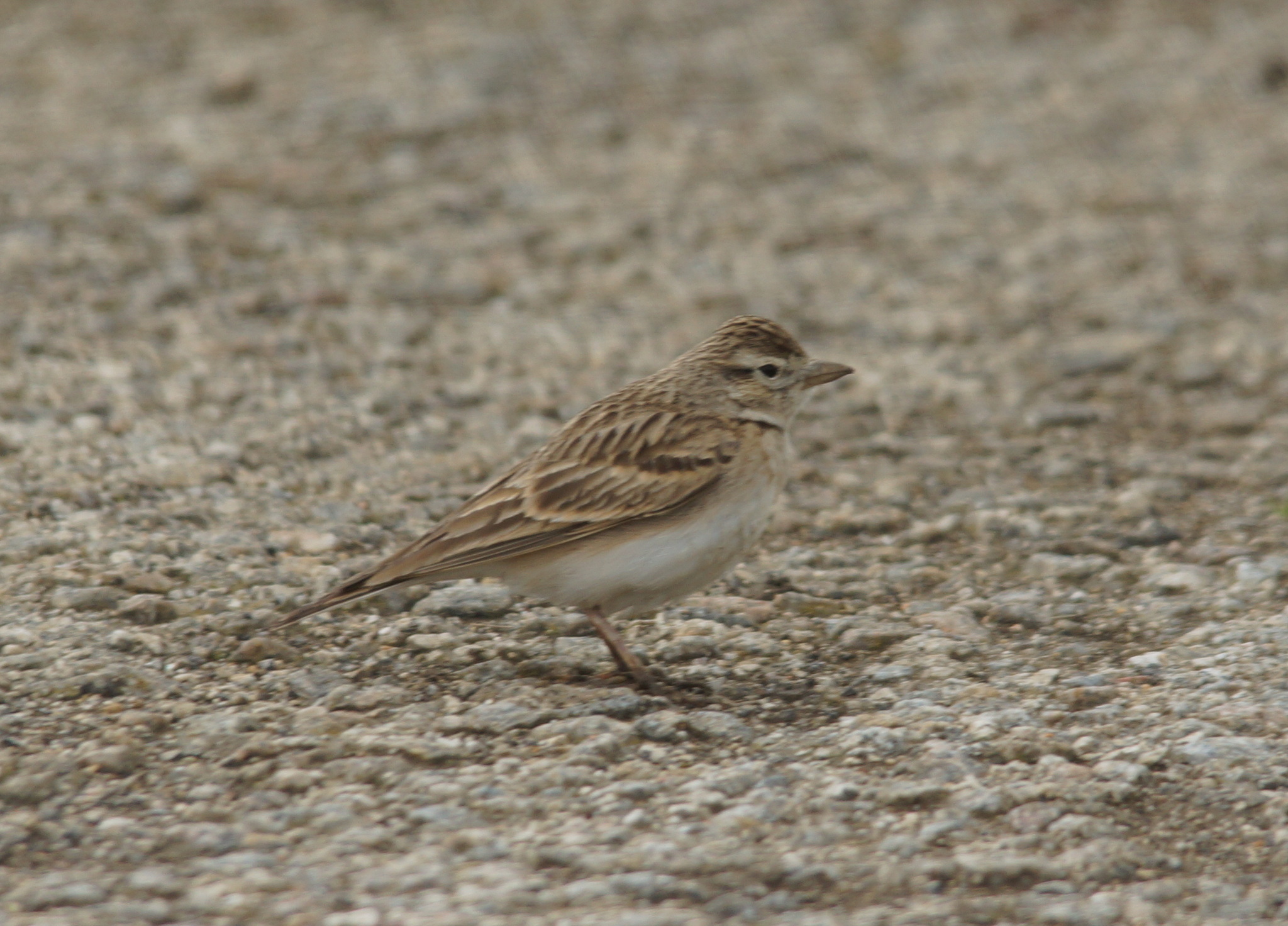 Greater Short-toed Lark (Calandrella brachydactyla), photo 4
