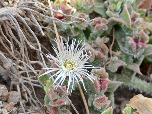 Common Iceplant (Mesembryanthemum crystallinum)