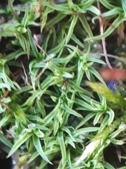 Bryoerythrophyllum recurvirostrum