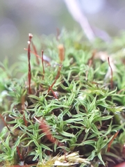 Bryoerythrophyllum recurvirostrum