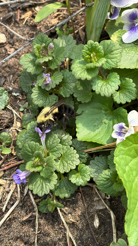 iNaturalist observation photo of Common Eastern Bumble Bee
