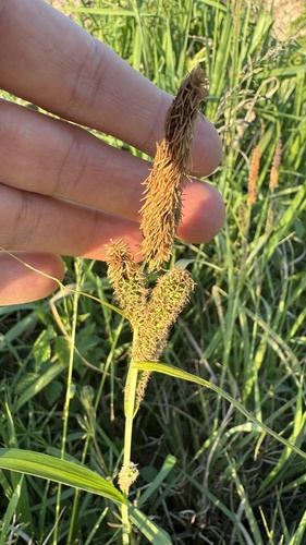 Lesser Pond Sedge (Carex acutiformis)