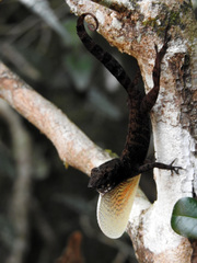 Anolis allogus