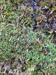 Bryoerythrophyllum recurvirostrum