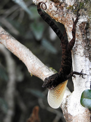Anolis allogus