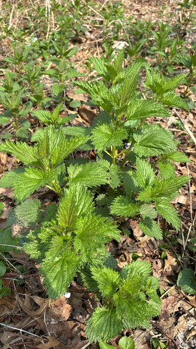 iNaturalist observation photo of slender stinging nettle